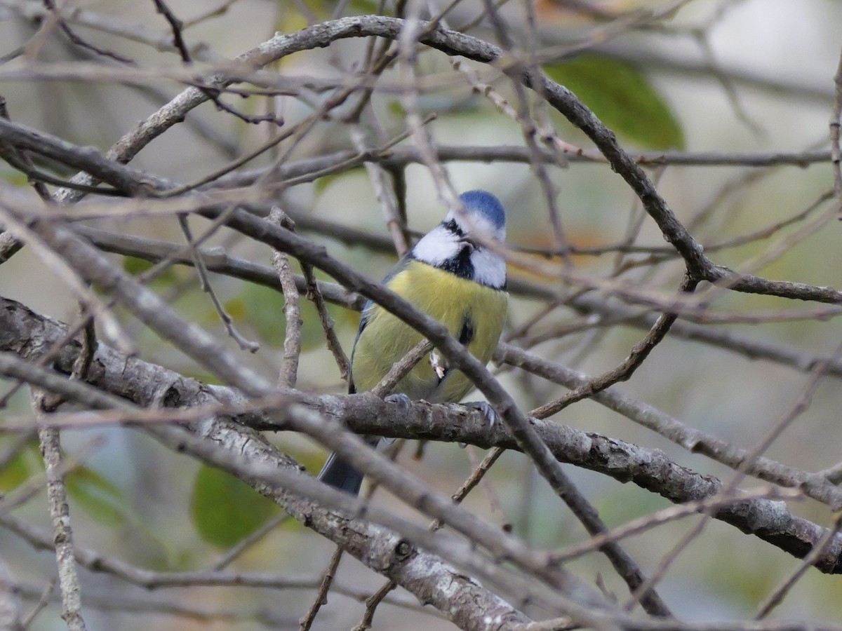 sýkora modřinka - ML644755348