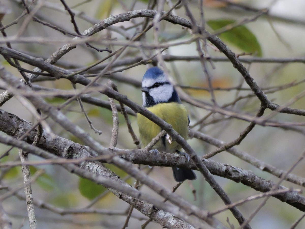 sýkora modřinka - ML644755349