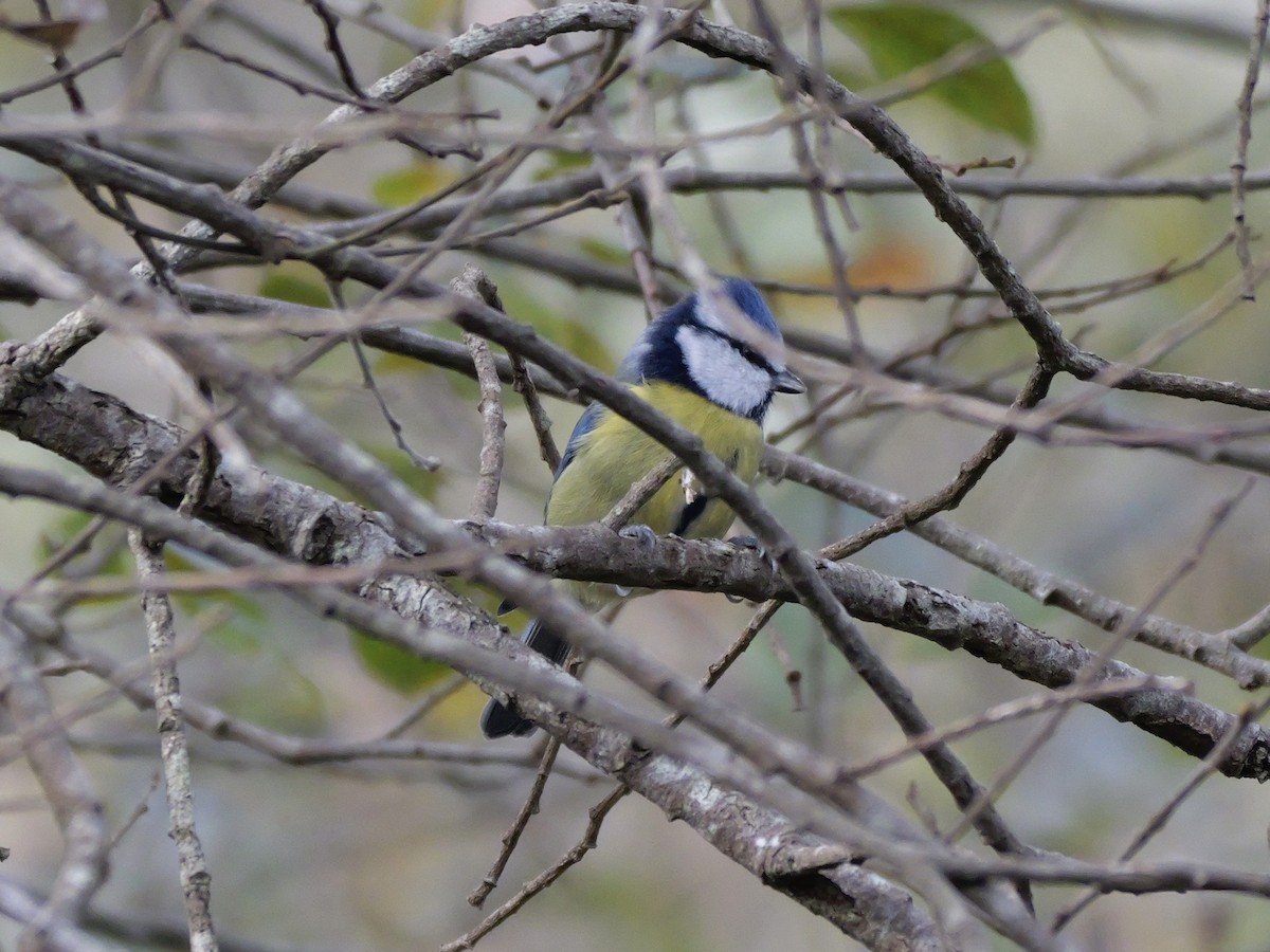 sýkora modřinka - ML644755350