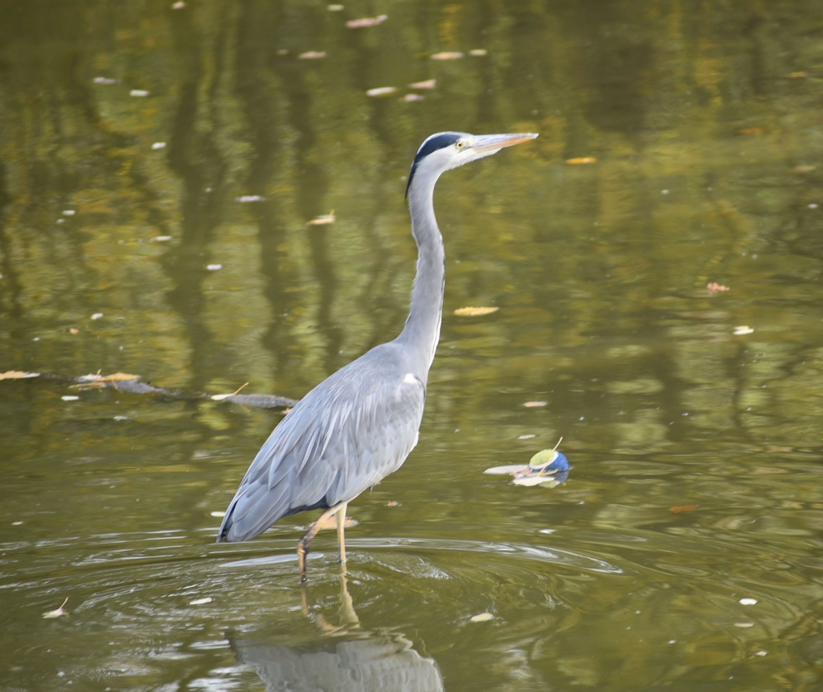 Gray Heron - ML644755371