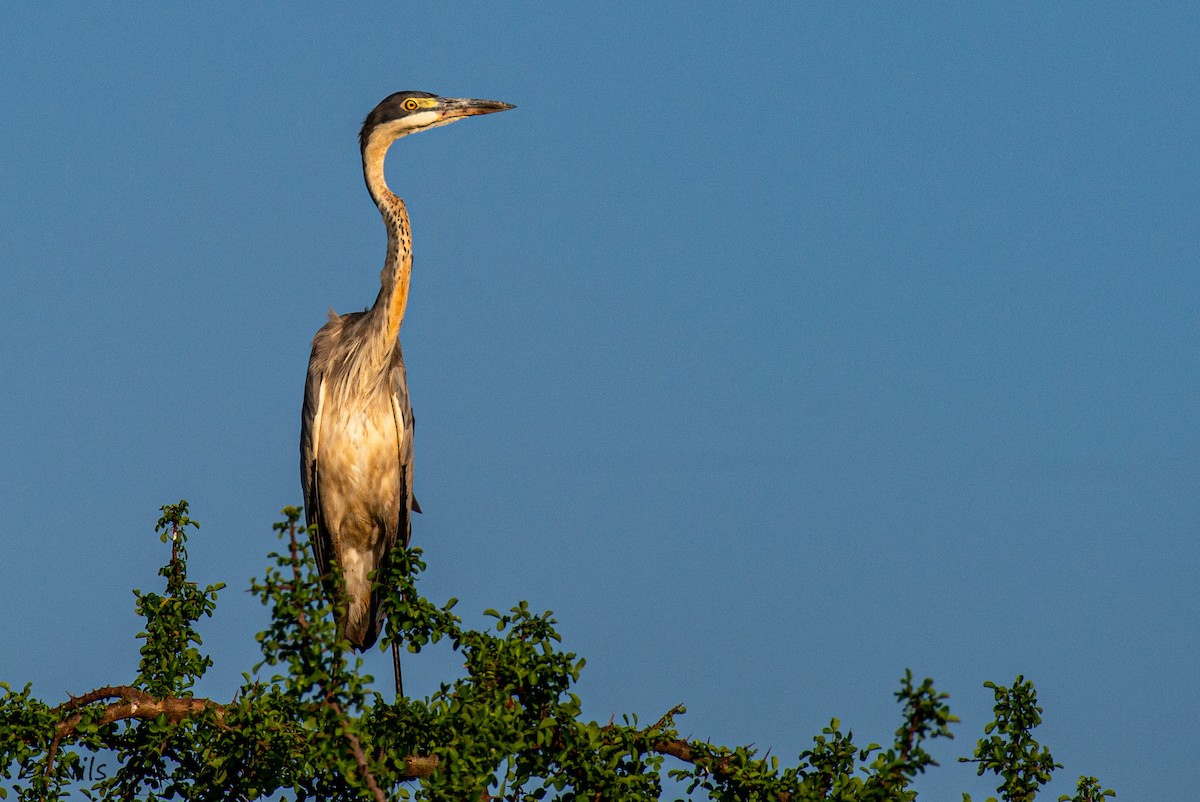 Black-headed Heron - ML644755374