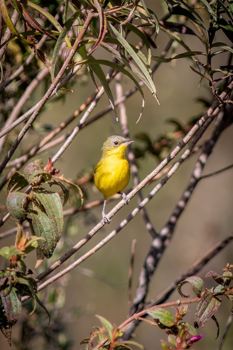 Жовтогорлик східний - ML644755387