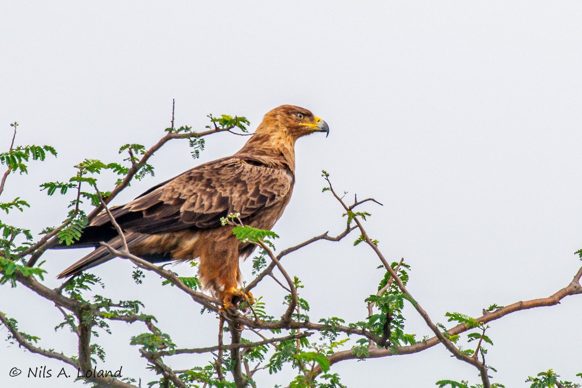 Savannenadler - ML644755388