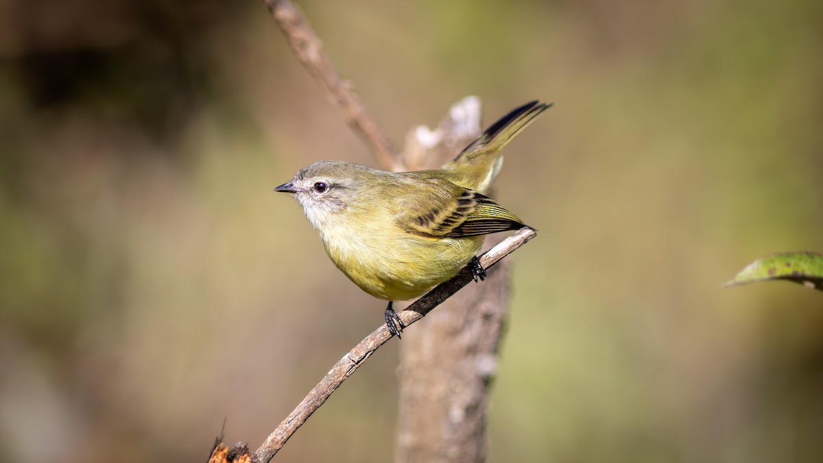 Planalto Tyrannulet - ML644755394