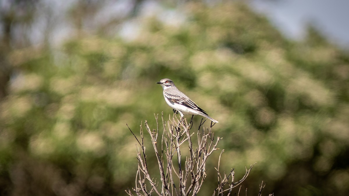 Gray Monjita - ML644755408