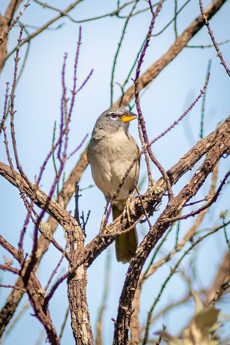 キノドソウゲンノジコ - ML644755412