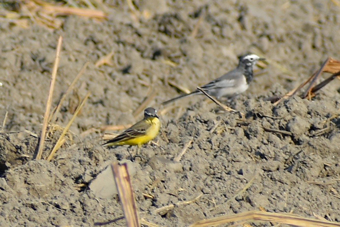 Western Yellow Wagtail - ML644755413