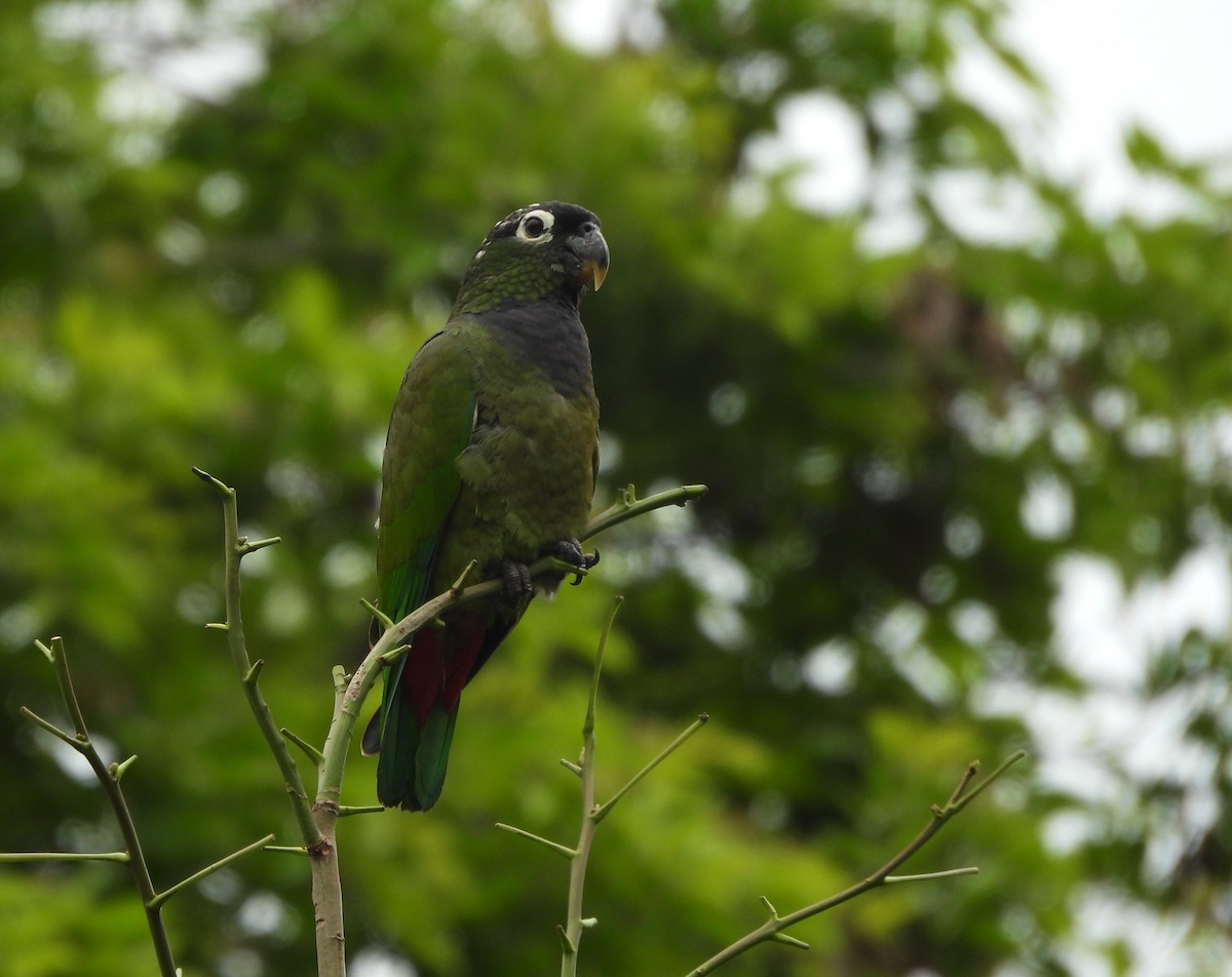 Scaly-headed Parrot - ML644755414