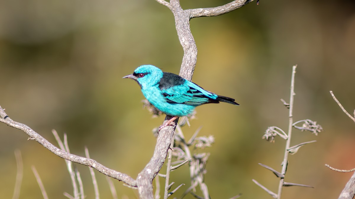 Blue Dacnis - ML644755417