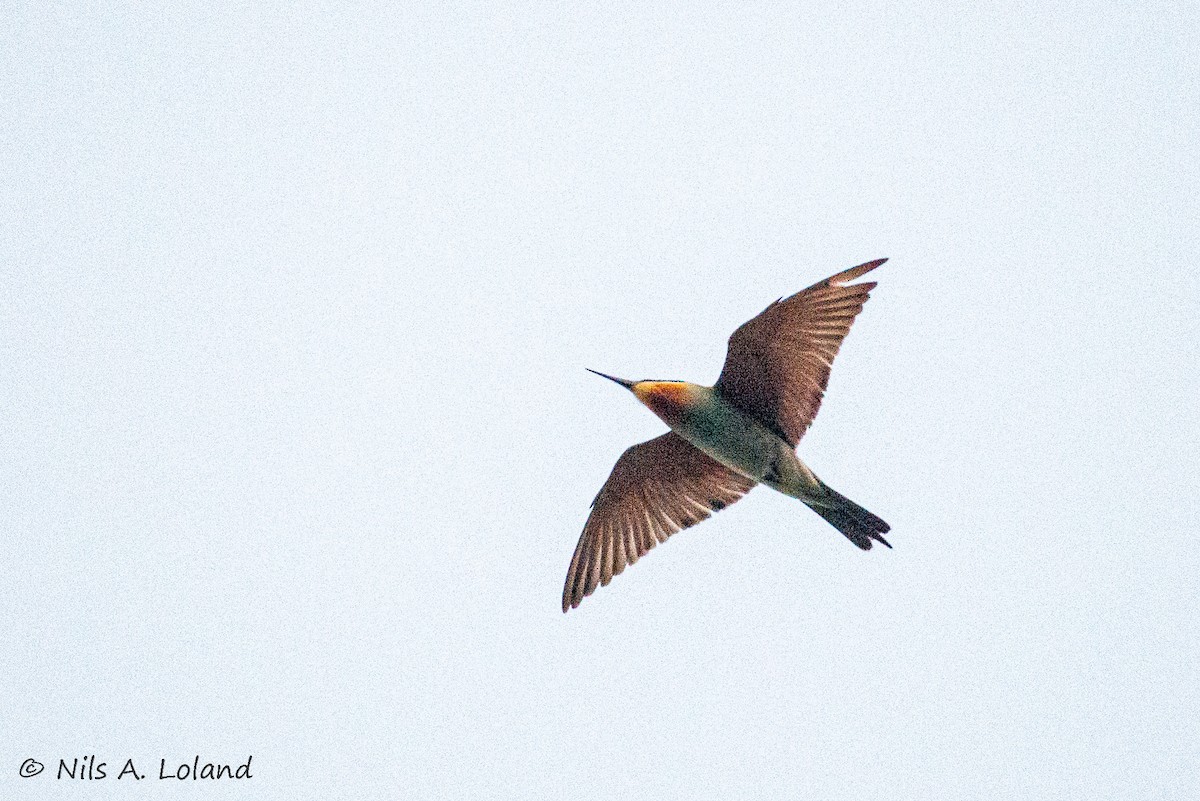 Blue-cheeked Bee-eater - ML644755424