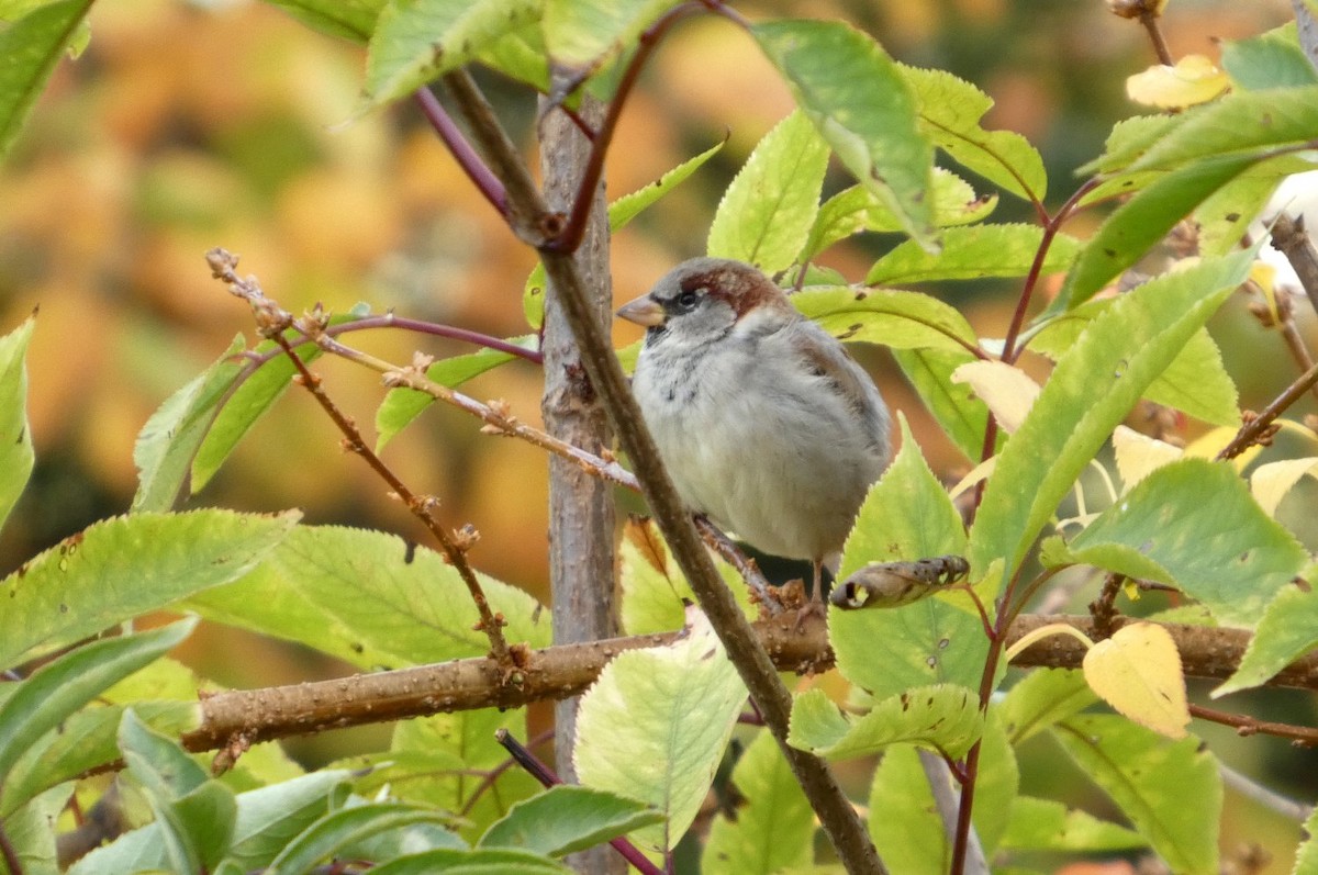 家麻雀 - ML644755425