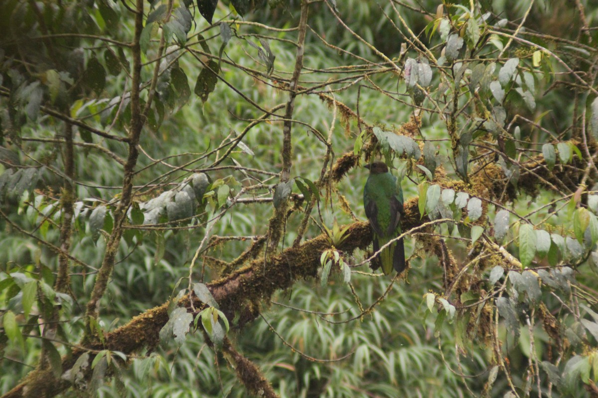 Quetzal doré - ML644755430