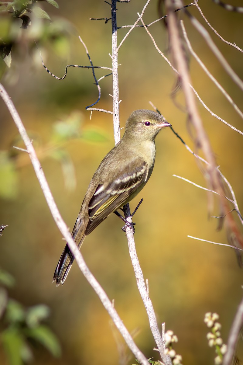 Small-headed Elaenia - ML644755431