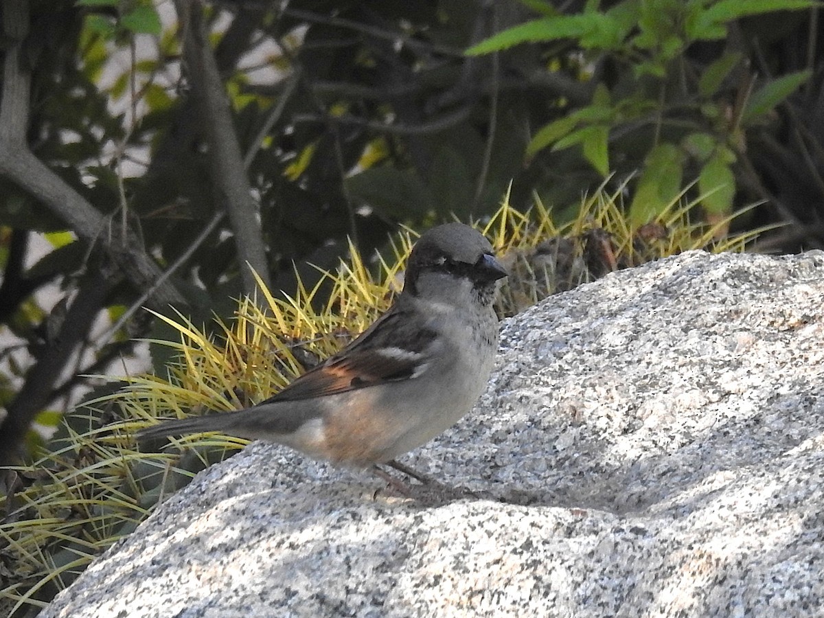 Оронгийн бор шувуу - ML644755433