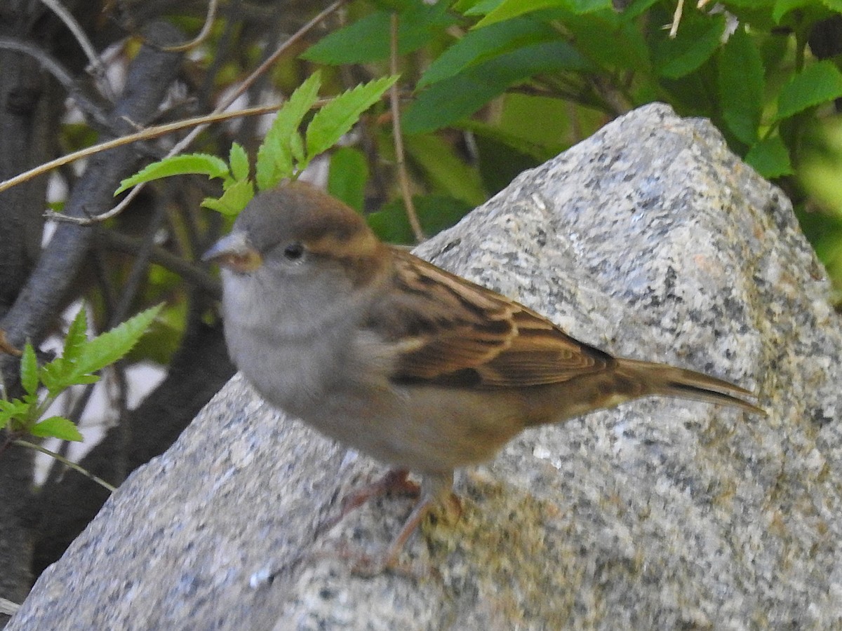 Оронгийн бор шувуу - ML644755434