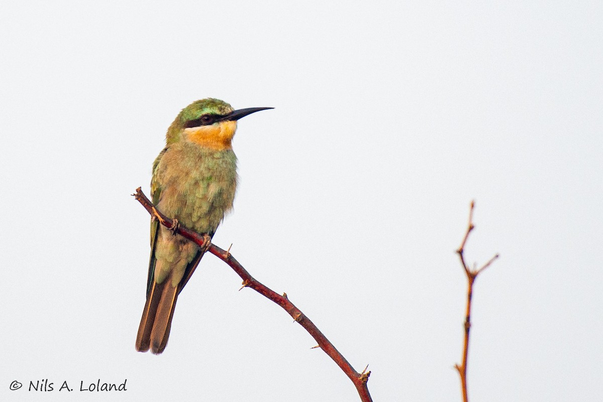 Olive Bee-eater - ML644755435