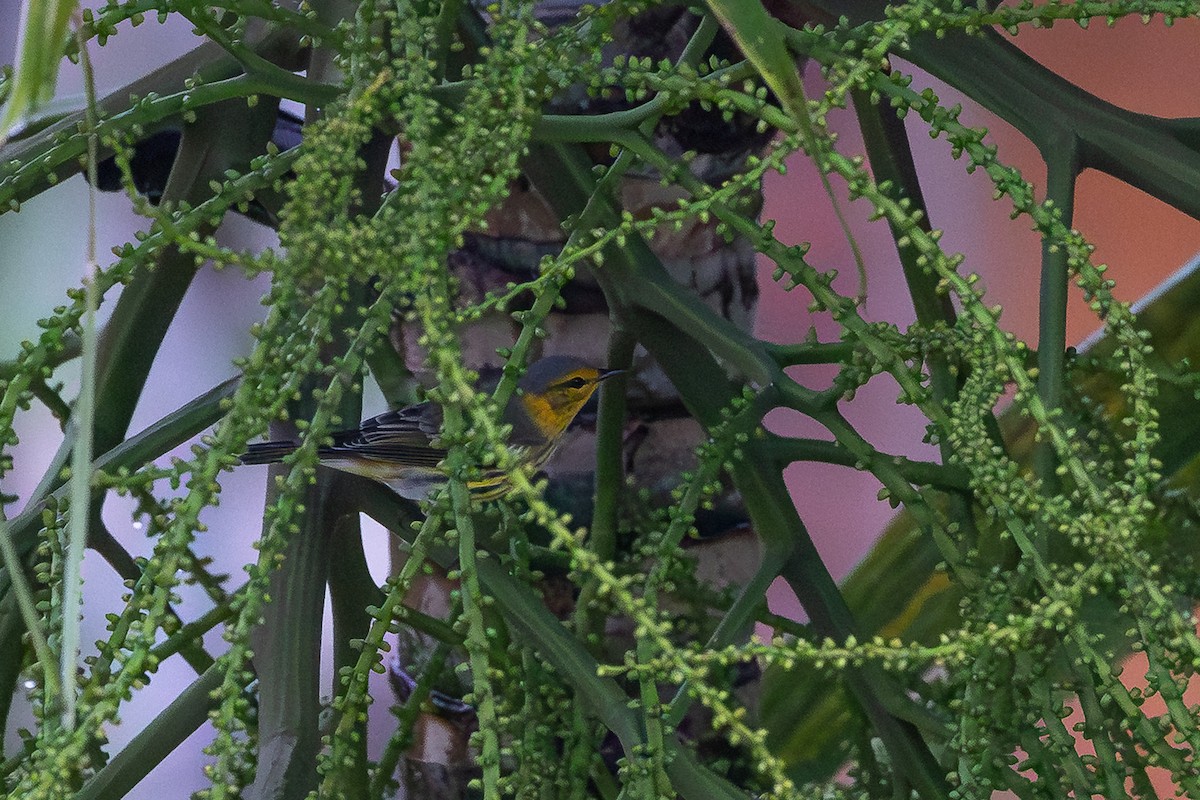 ホオアカアメリカムシクイ - ML644755436