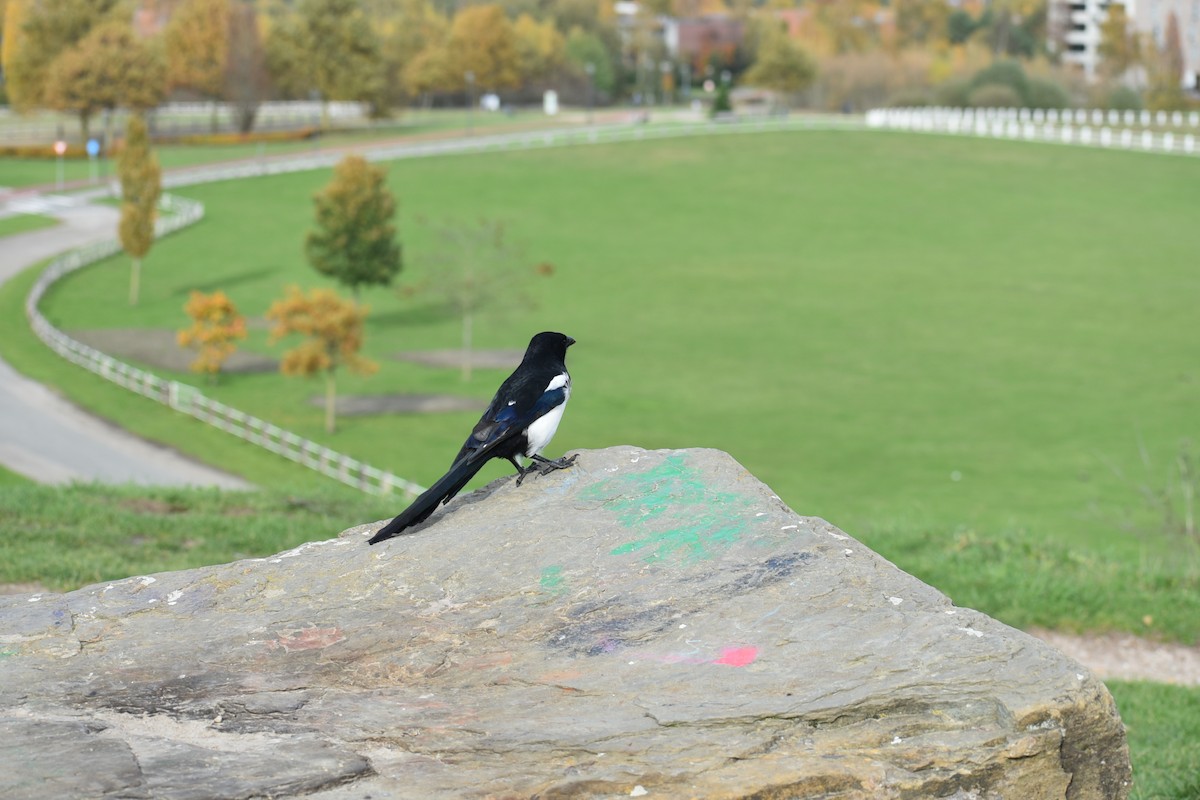 Eurasian Magpie - ML644755440