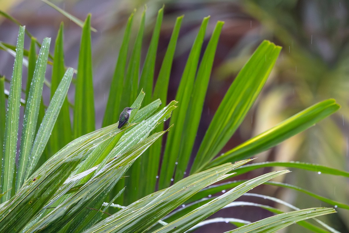 Colibrí Zumbadorcito - ML644755443