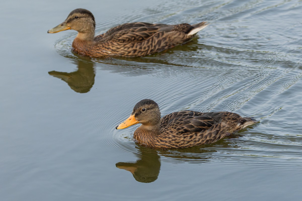 Canard colvert - ML644755444