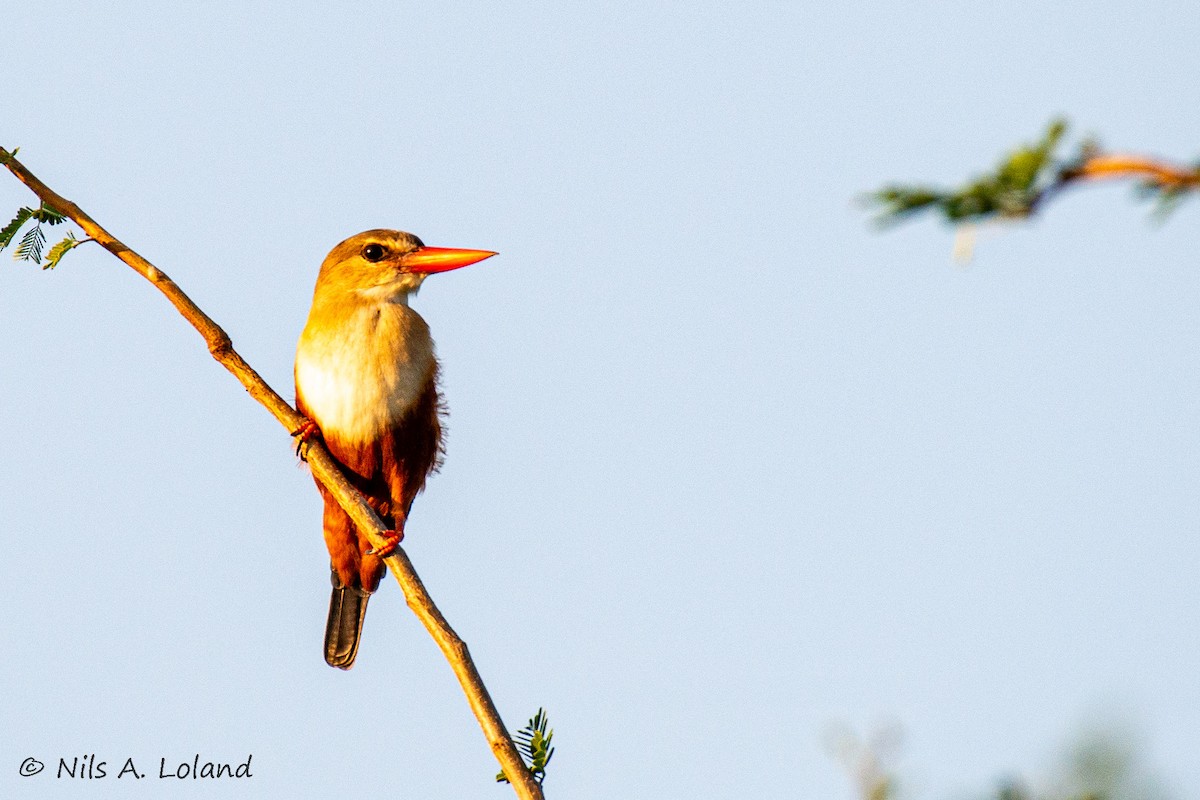 ledňáček šedohlavý - ML644755445