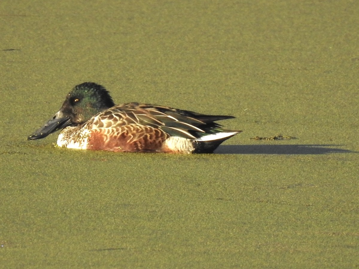 Широконоска - ML644755449