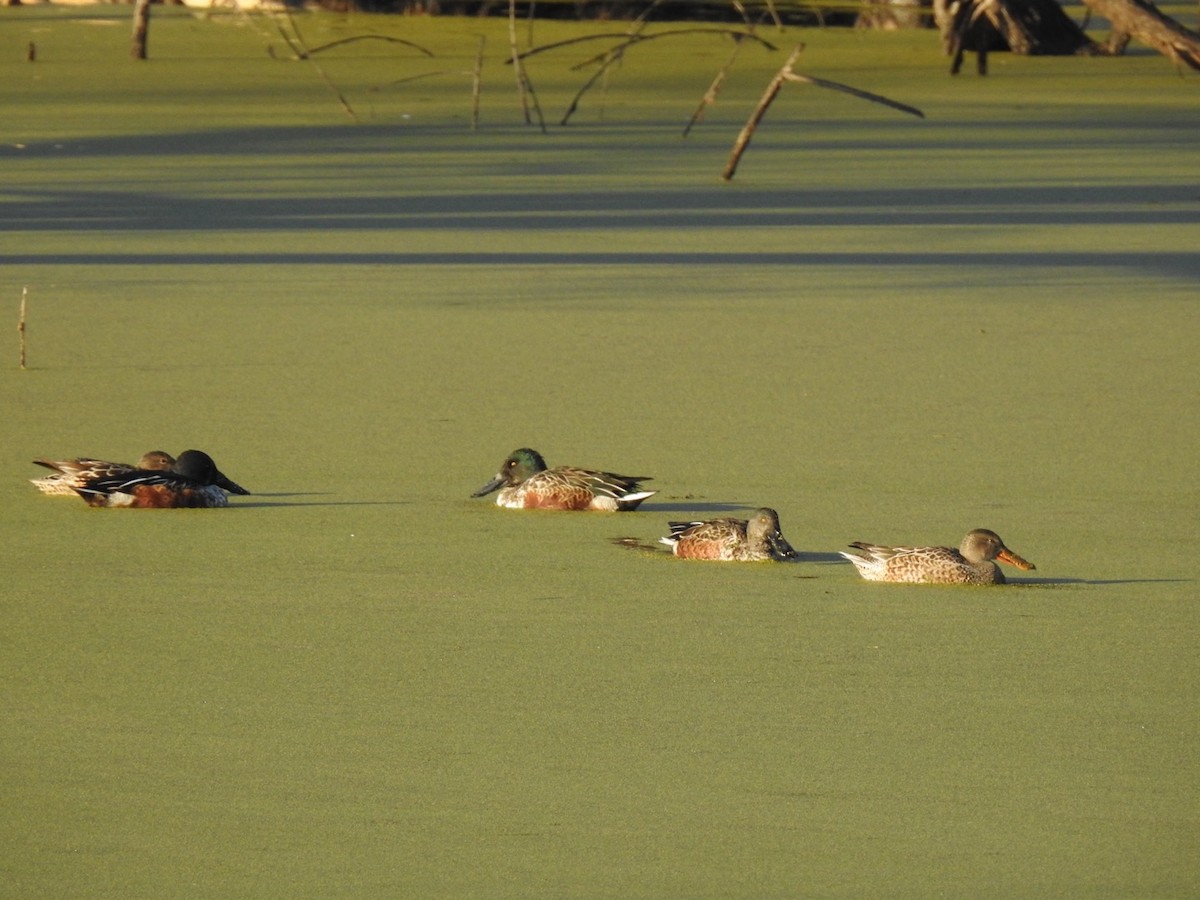 Широконоска - ML644755450