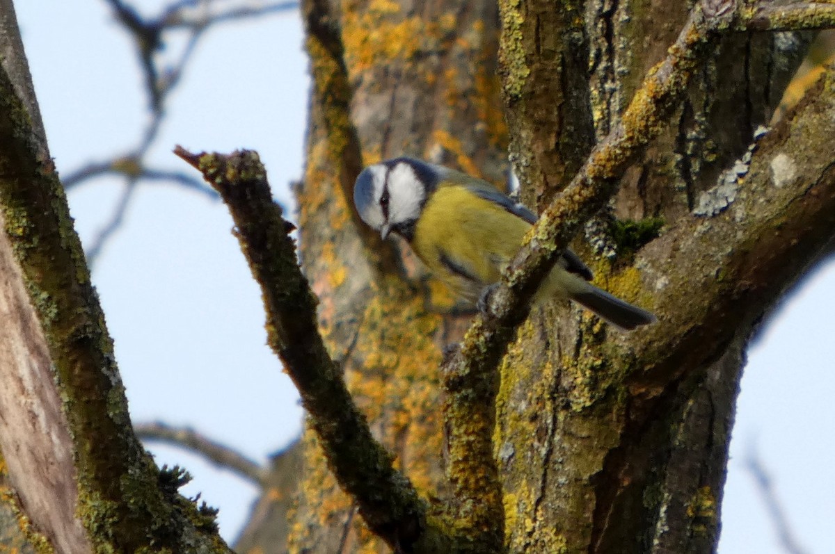 sýkora modřinka - ML644755467