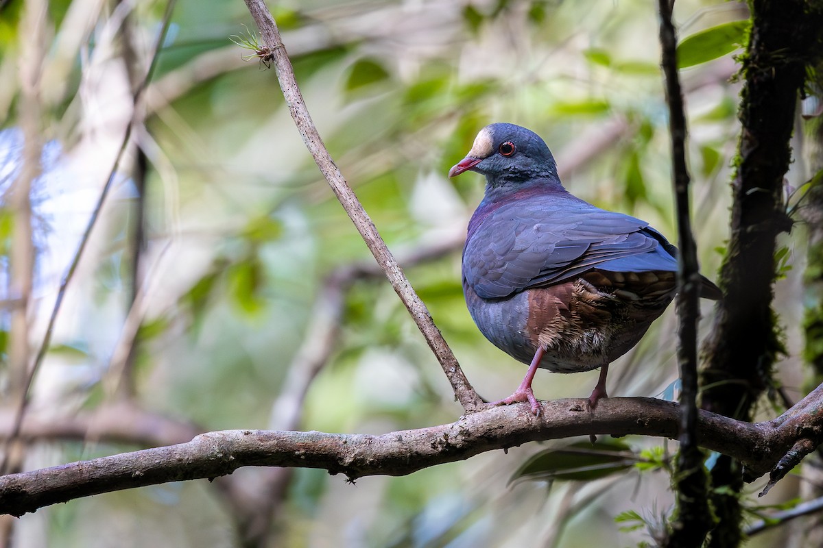 White-fronted Quail-Dove - ML644755468