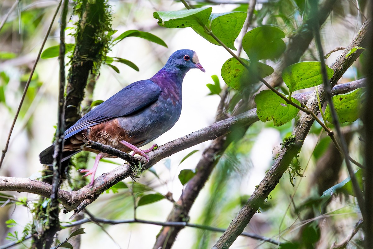 White-fronted Quail-Dove - ML644755469