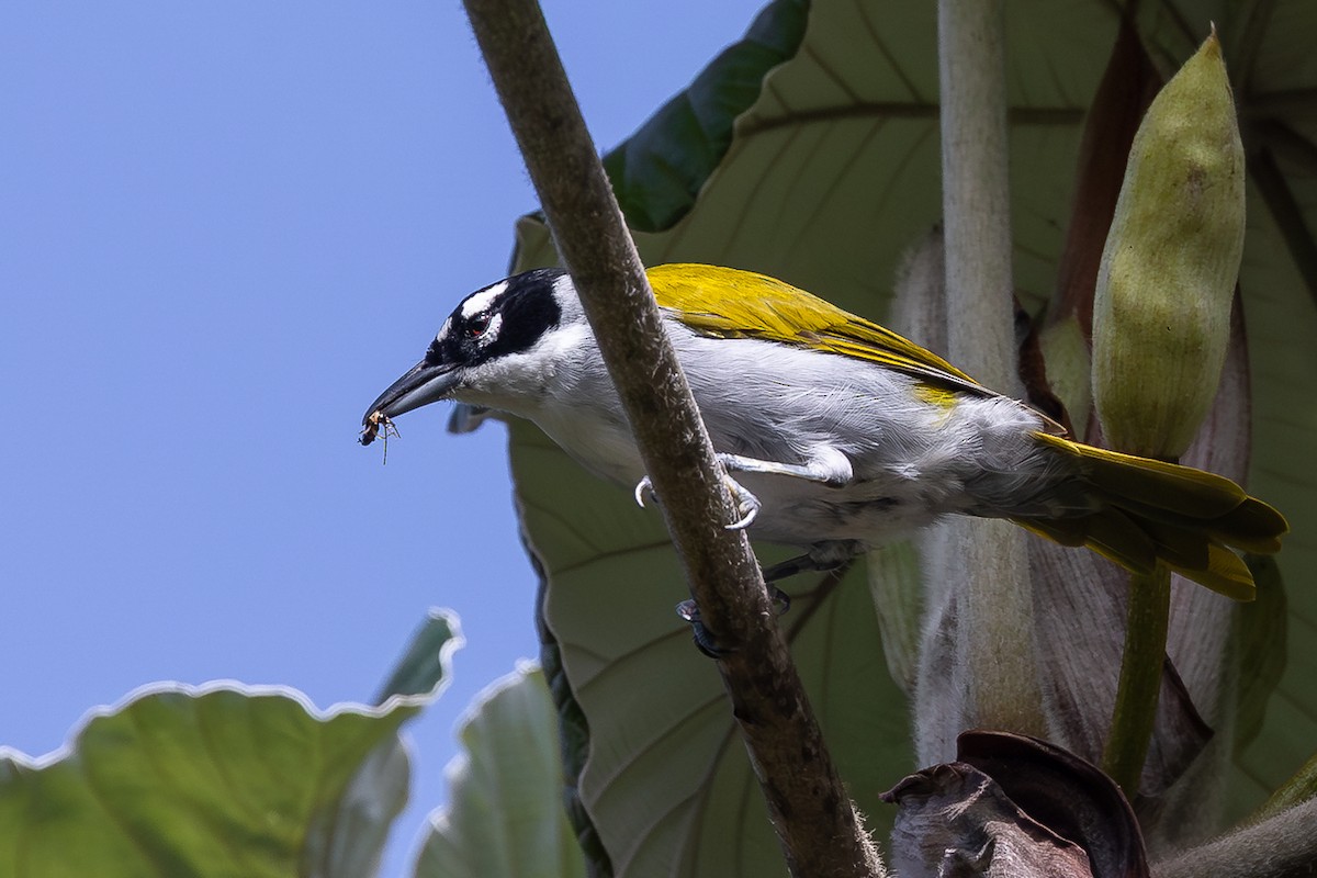 Пальмагра чорноголова - ML644755486