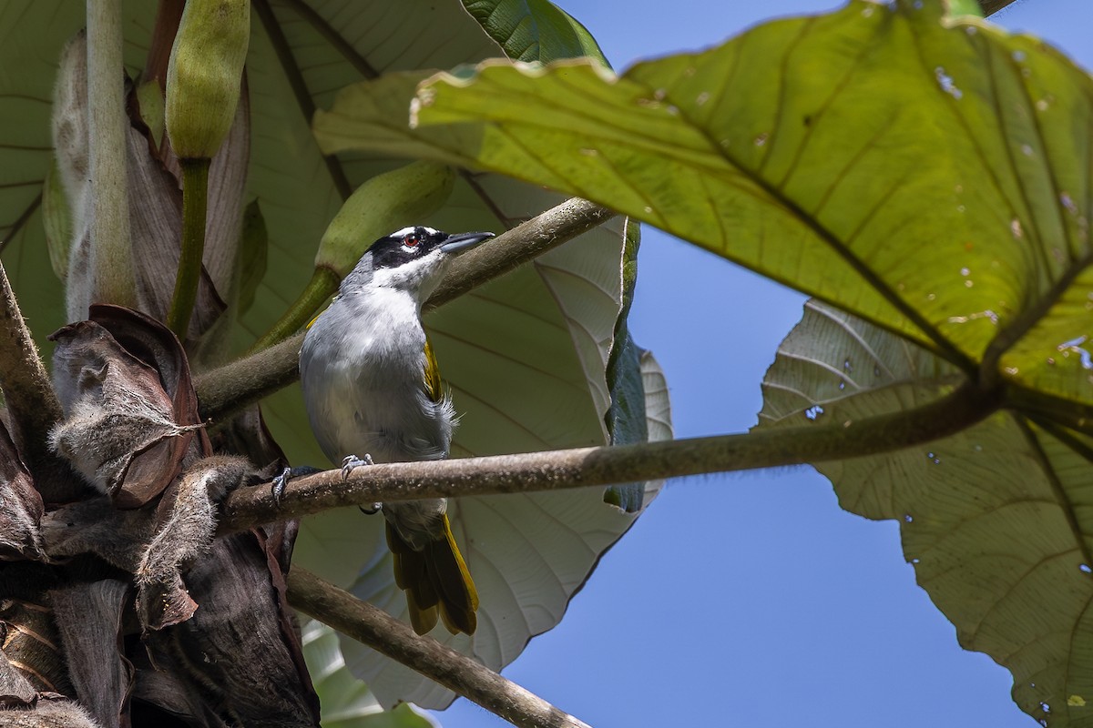 Пальмагра чорноголова - ML644755487