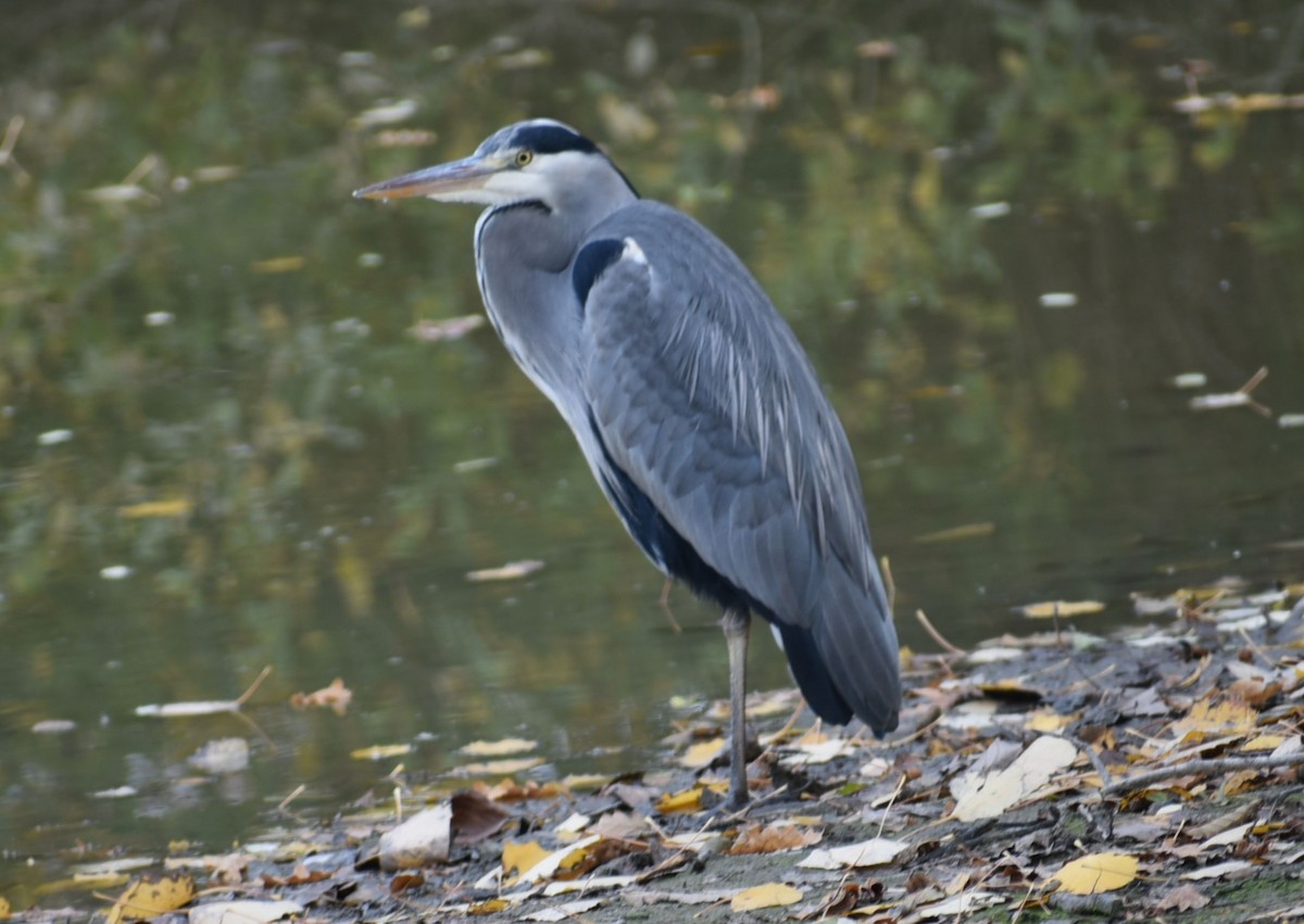 Gray Heron - ML644755491