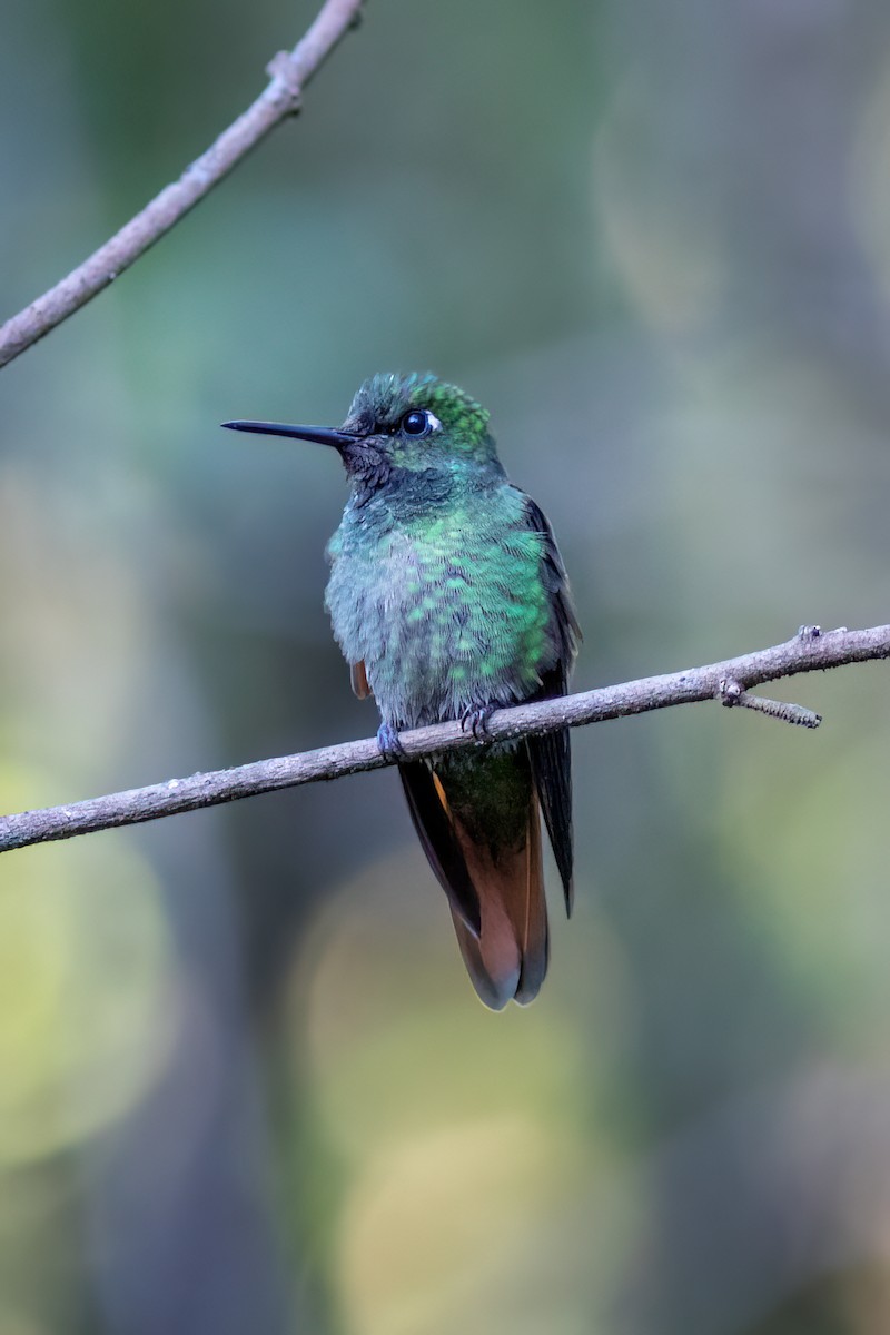 Brazilian Ruby - ML644755498
