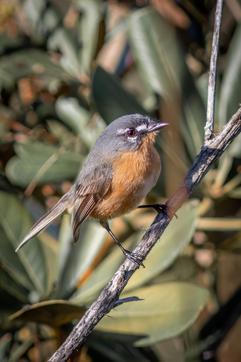 Gray-backed Tachuri - ML644755502