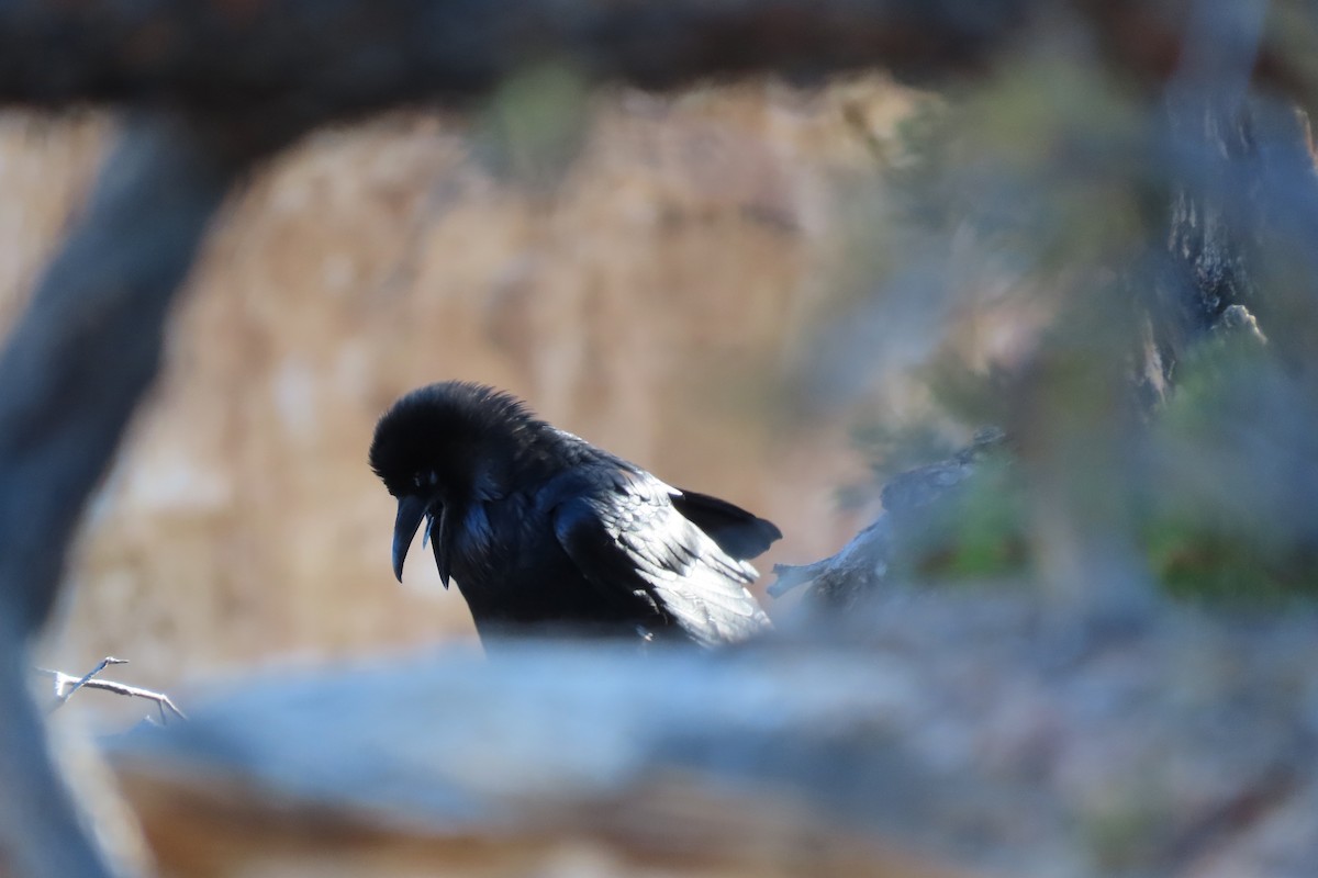 Common Raven - ML644755504