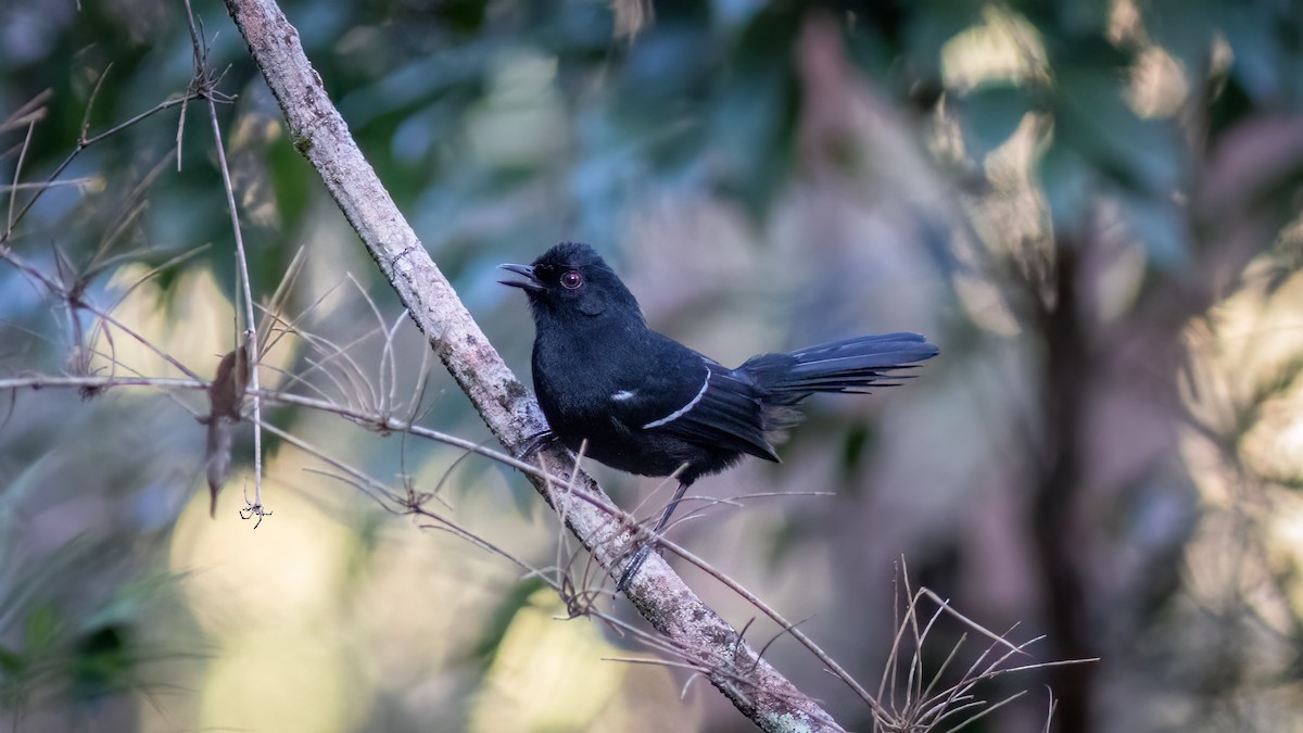 White-shouldered Fire-eye - ML644755507