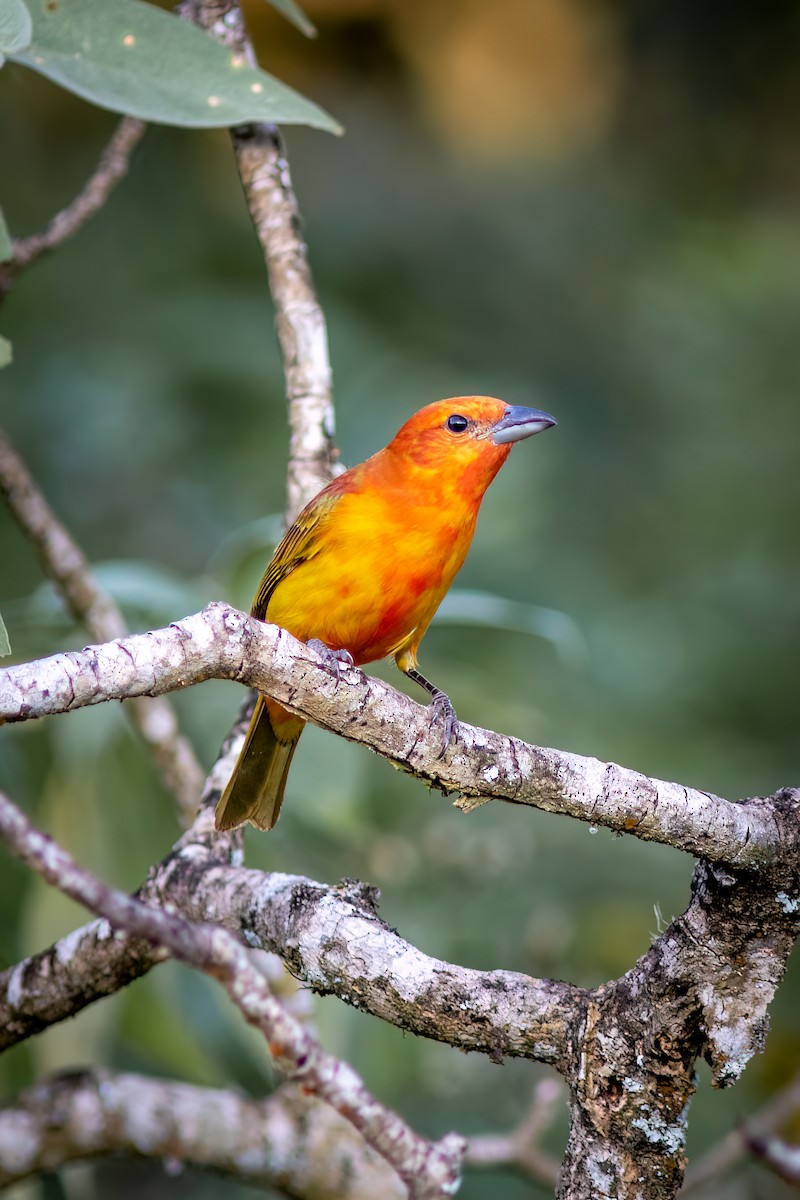 Hepatic Tanager (Lowland) - ML644755510