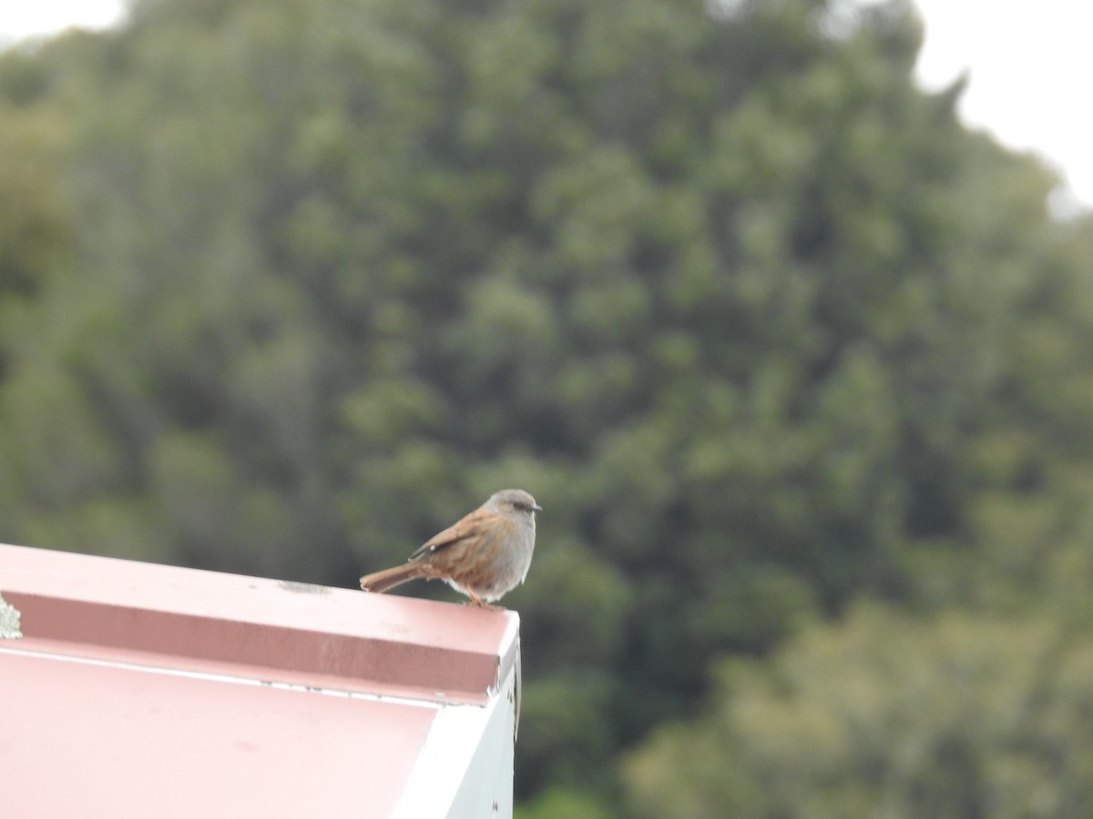 סתרי מצוי - ML644755516