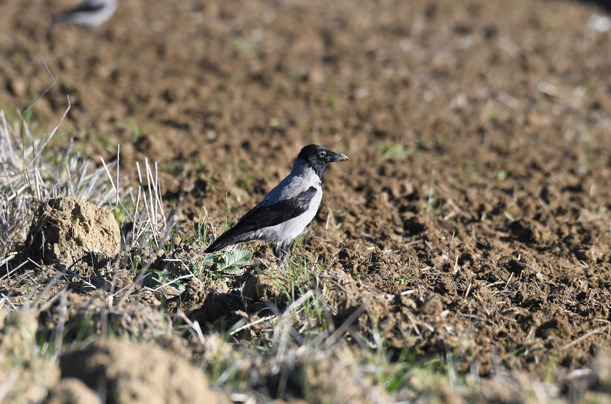 Leş Kargası - ML644755522