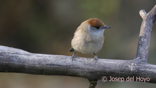 Fauvette à tête noire - ML644755525