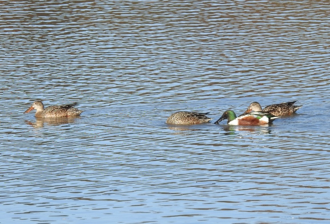 Широконоска - ML644755531