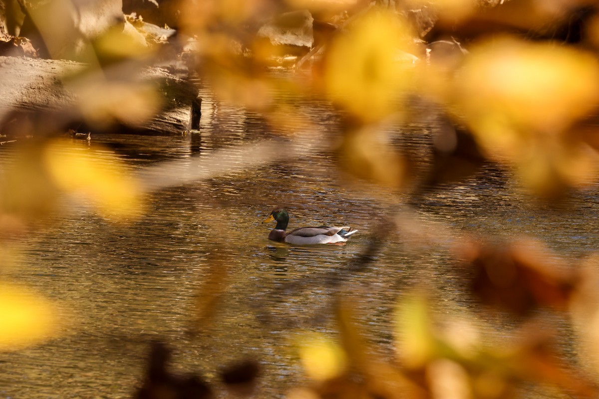 Mallard - ML644755532