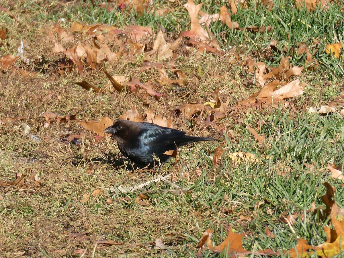 Brown-headed Cowbird - ML644755543