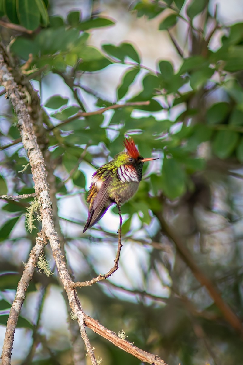 Frilled Coquette - ML644755552
