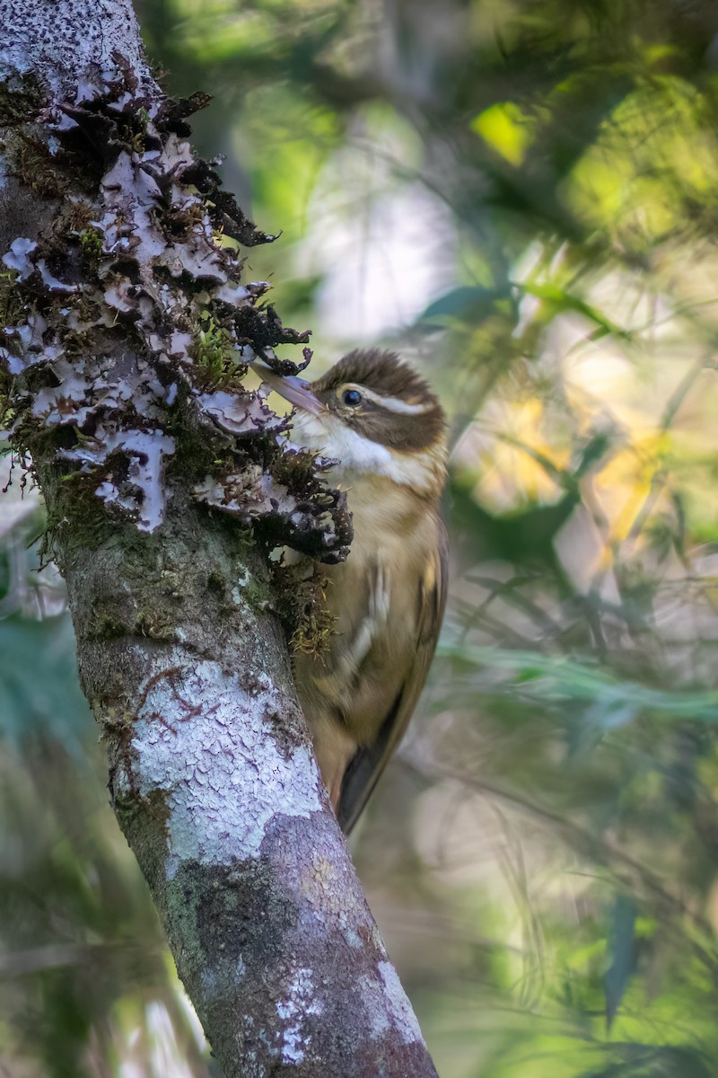 White-collared Foliage-gleaner - ML644755558