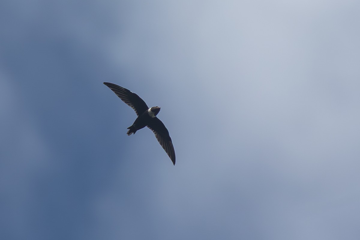 White-collared Swift - ML644755570