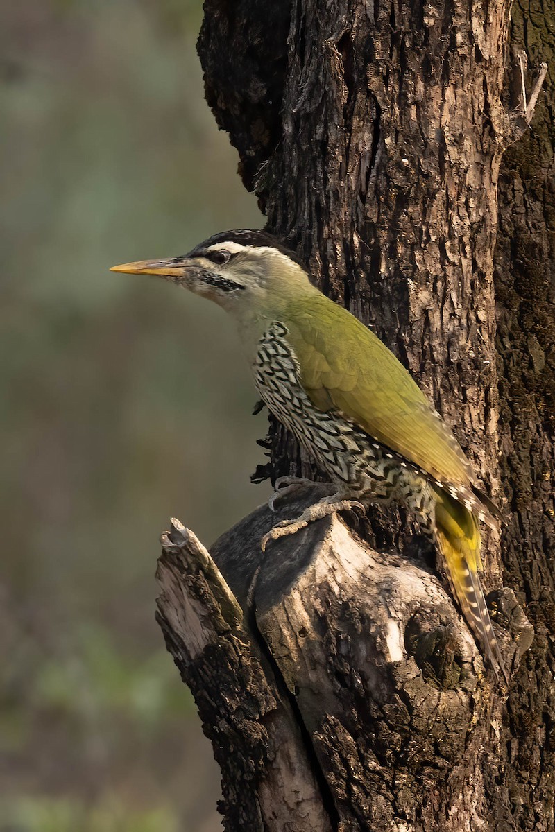 Scaly-bellied Woodpecker - ML644755593