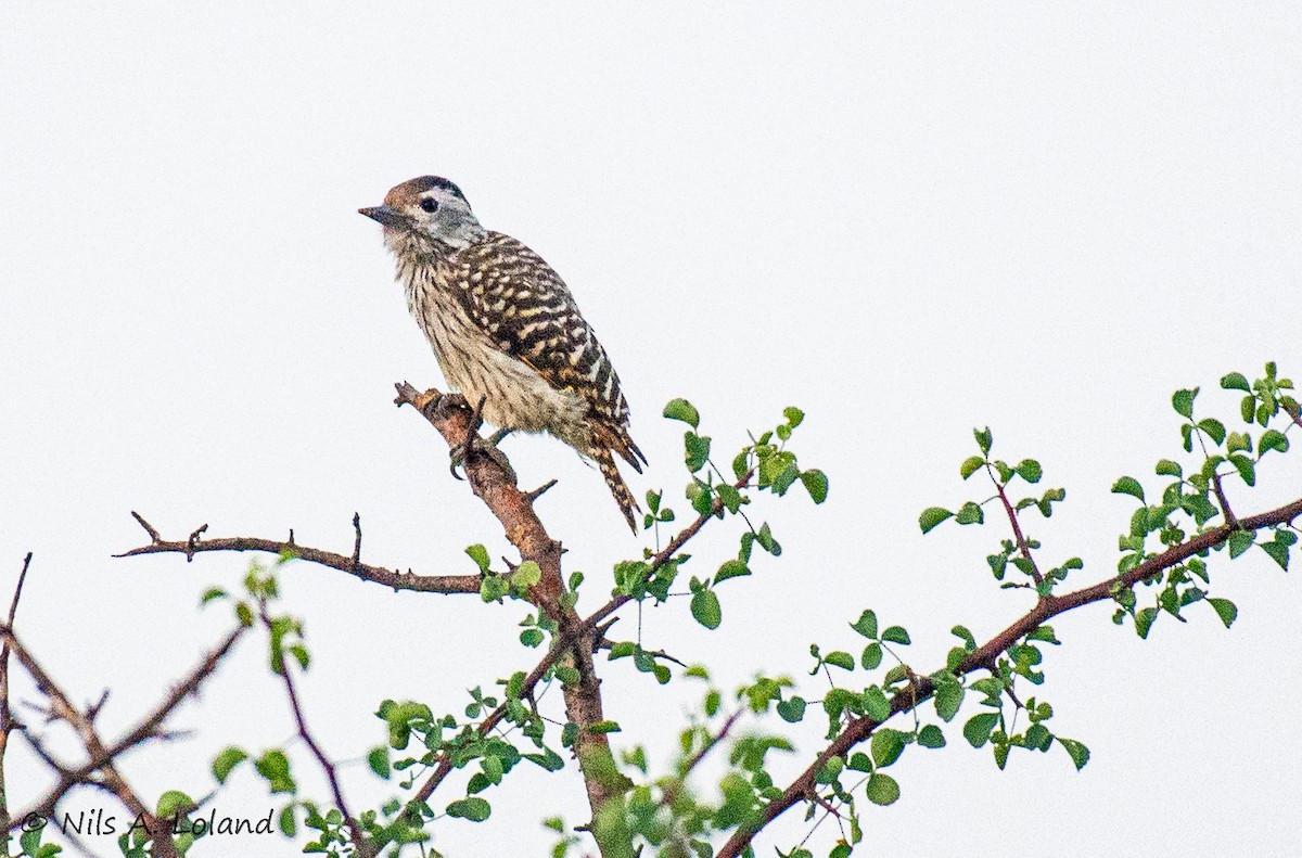 Cardinal Woodpecker - ML644755597