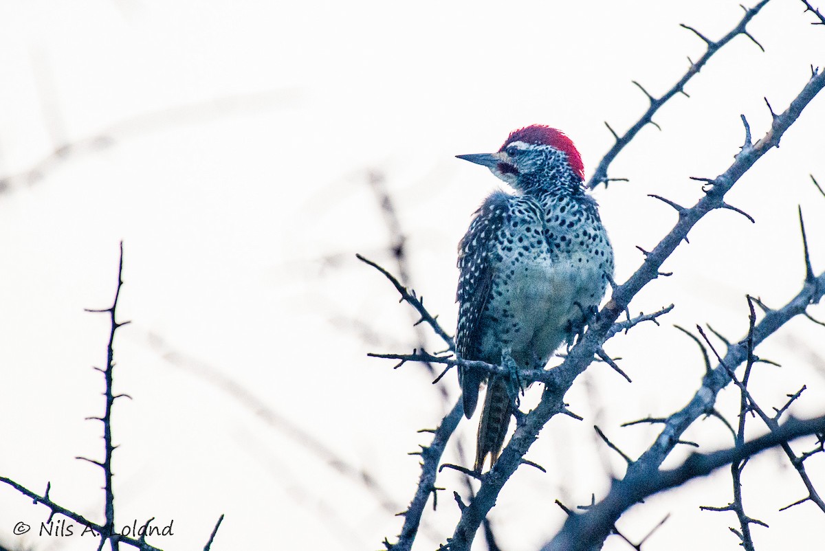 Nubian Woodpecker - ML644755622